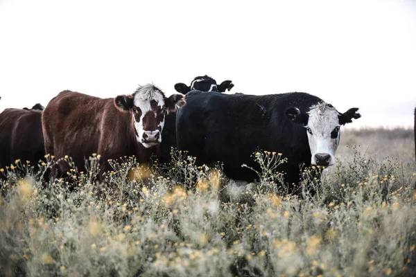 Bois Novilhas Criados Relva Natural — Fotografia de Stock