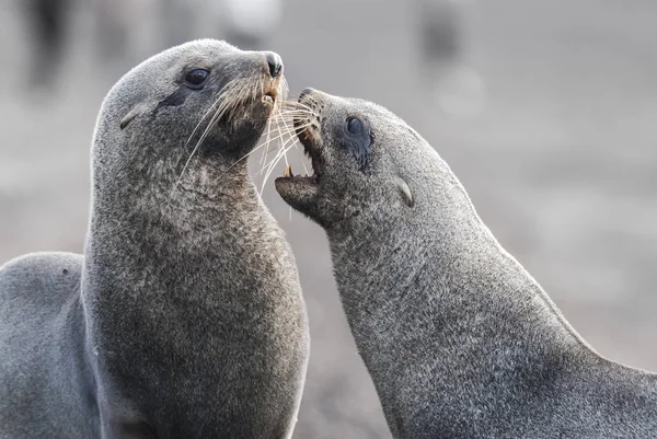 Antarctic Fur Seals Arctophoca Gazella Beach — Stock Photo, Image