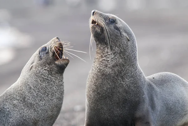 Antarctic fur seals, Arctophoca gazella, on beach