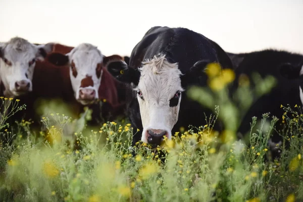 Kemudi Dan Heifers Dibesarkan Rumput Alami — Stok Foto