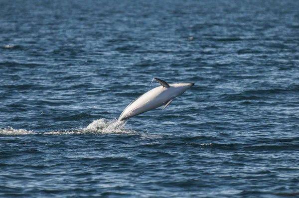 Dusky Dolphin Jumping Peninsula Valdes Patagonya Arjantin — Stok fotoğraf