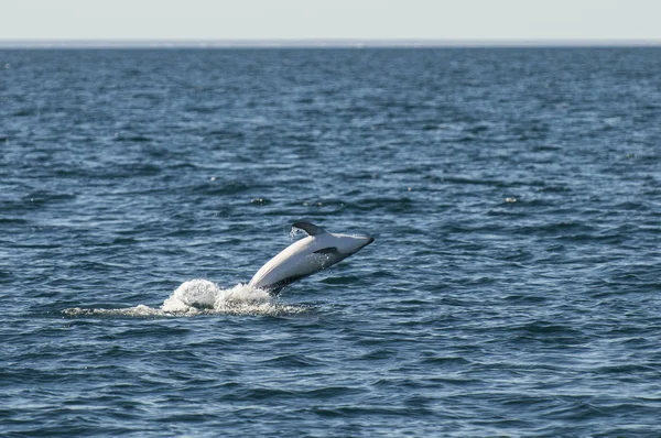 Dusky Dolphin Jumping Peninsula Valdes Patagonia Argentina — Stock Photo, Image