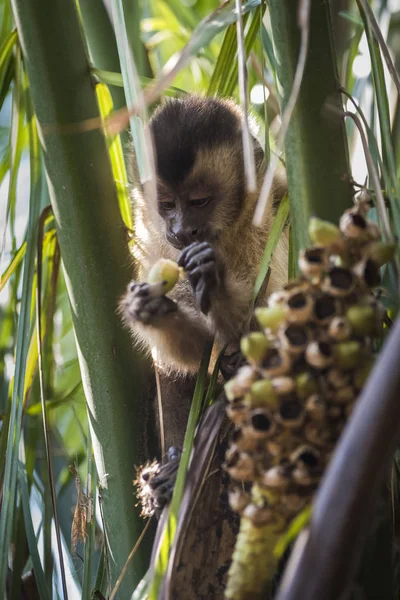 Brown Striped Tufted Capuchin Monkey Amazon Jungle Brazil — Stock Photo, Image