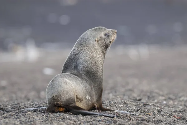 Foca Piel Antártica Arctophoca Gazella Playa —  Fotos de Stock