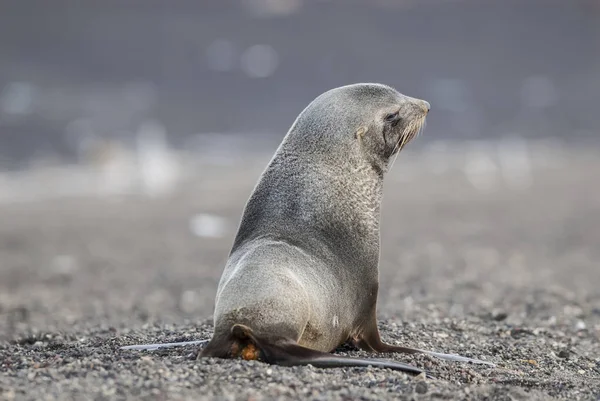 Antarktische Pelzrobbe Arctophoca Gazella Strand — Stockfoto