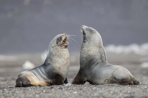 Antarktiske Pelssæler Arctophoca Gazella Stranden - Stock-foto