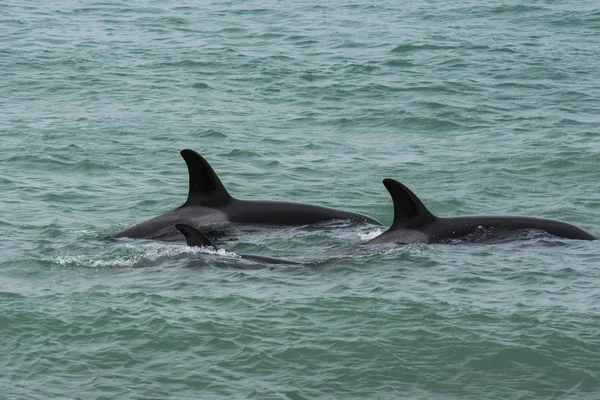 Orca Family Baby Punta Norte Nature Reserve Patagonia — Stock Photo, Image