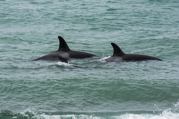 Orca Family Baby Punta Norte Nature Reserve Patagonia — Stock Photo, Image