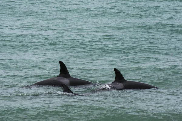 Familia Orca Con Bebé Reserva Natural Punta Norte Patagonia — Foto de Stock