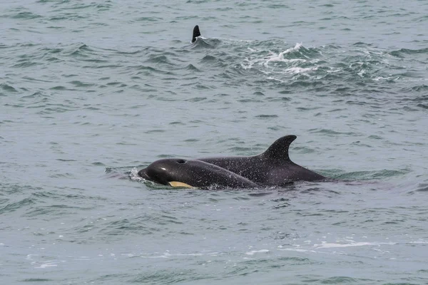 Familia Orca Con Bebé Reserva Natural Punta Norte Patagonia — Foto de Stock