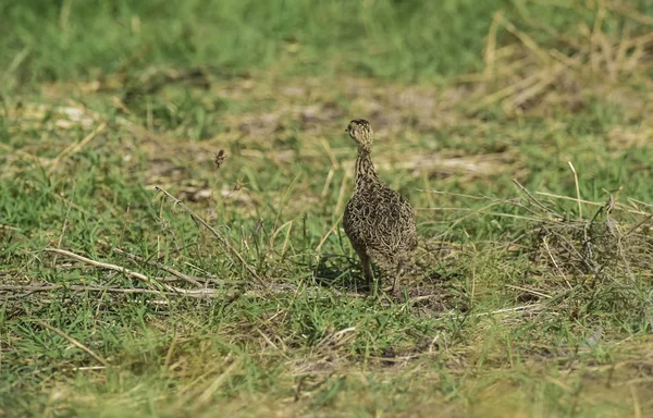 草原環境のティナモウ パンパス アルゼンチン — ストック写真