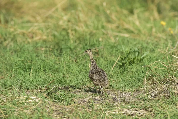 Tinamou Grassland Environment Pampas Argentina — Stock Photo, Image