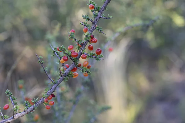 Pampas Ormanında Küçük Kırmızı Yabani Meyveler Patagonya Arjantin — Stok fotoğraf