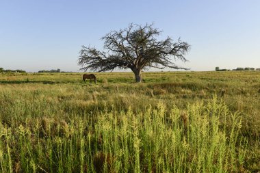 Pampas manzara at ve yalnız ağaç