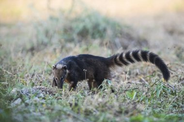 Güney Amerika Coati, böcekler, Pantanal, Brasil arıyor