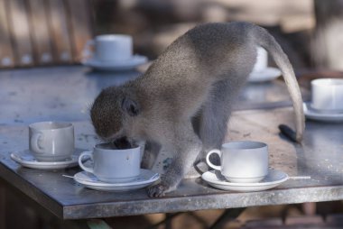 Vervet monkey, Kruger Ulusal Parkı, Güney Afrika