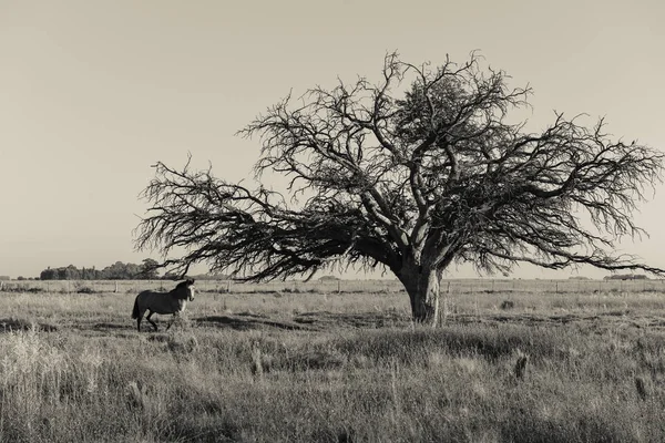 Άλογο Και Μοναχικό Δέντρο Στο Τοπίο Της Πάμπας — Φωτογραφία Αρχείου