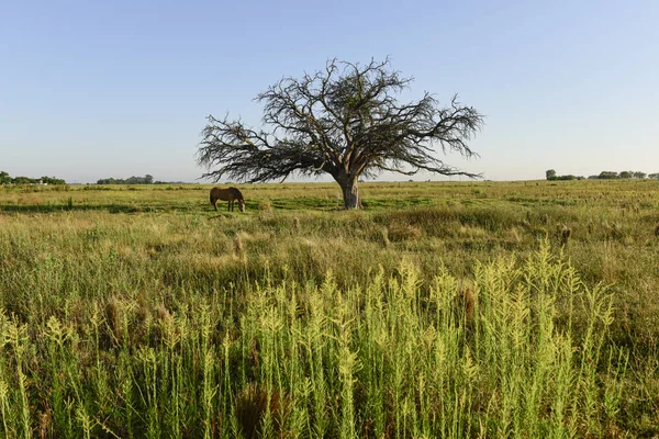 潘帕斯景观中的马和孤独的树 — 图库照片