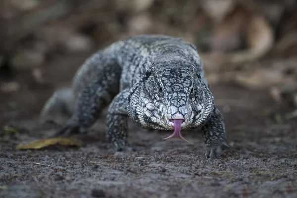 Lagarto Tegu Blanco Negro Argentino —  Fotos de Stock