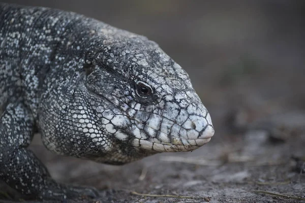 Lagarto Tegu Preto Branco Argentino — Fotografia de Stock