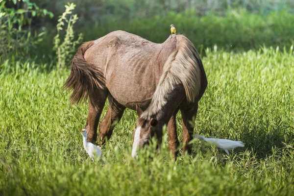 Cheval Hérons Blancs — Photo