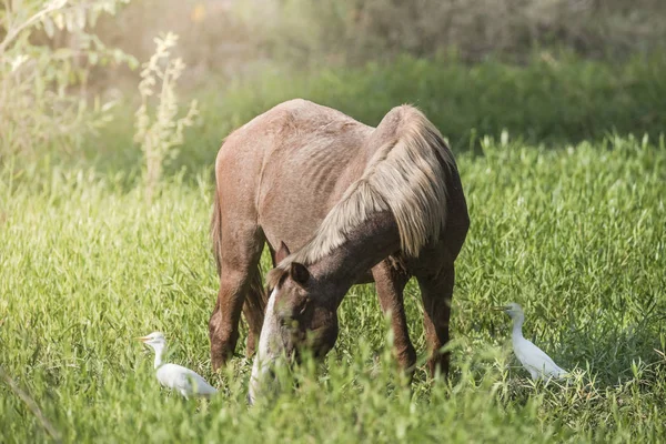 Cheval Hérons Blancs — Photo