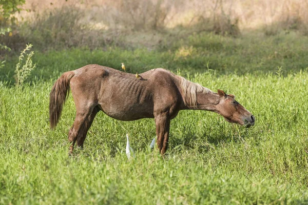 Pferd Und Weiße Reiher — Stockfoto