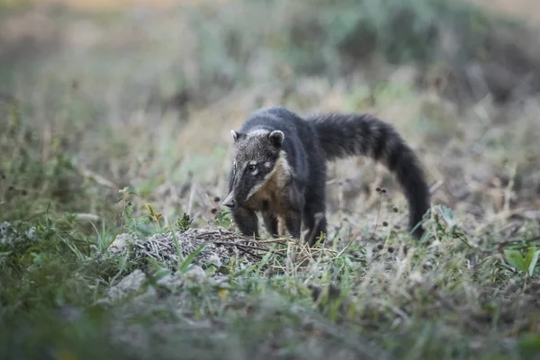 Νότια Αμερική Coati Ψάχνει Για Έντομα Pantanal Brasil — Φωτογραφία Αρχείου