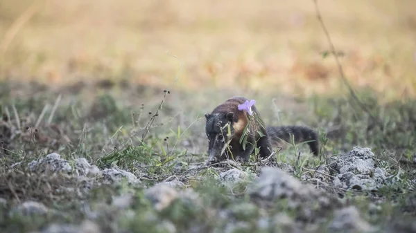 Güney Amerika Coati Böcekler Pantanal Brasil Arıyor — Stok fotoğraf