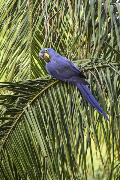 Hyacinth Macaw Pantanal Forest Brazil — Stock Photo, Image