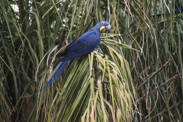 Hyacinth Macaw Pantanal Forest Brazil — Stock Photo, Image