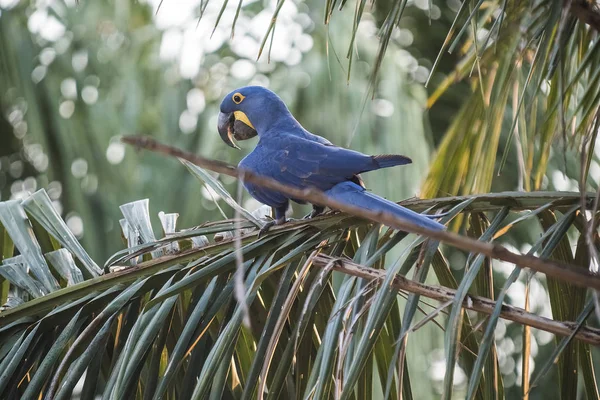 Hyacinth Macaw Pantanal Forest Brazil — Stock Photo, Image