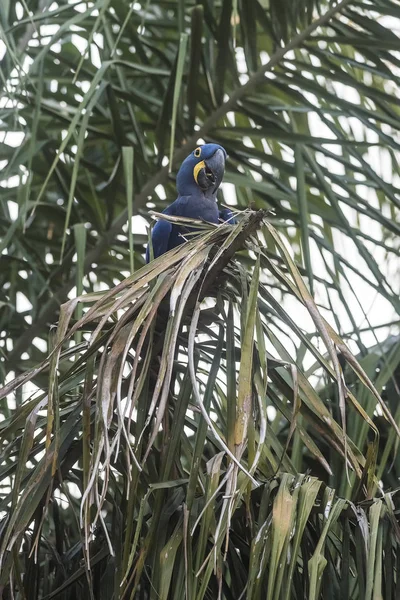 Hyacinth Macaw Pantanal Forest Brazil — Stock Photo, Image