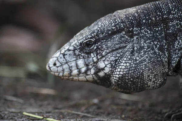 Argentijnse Zwart Wit Tegu Hagedis — Stockfoto