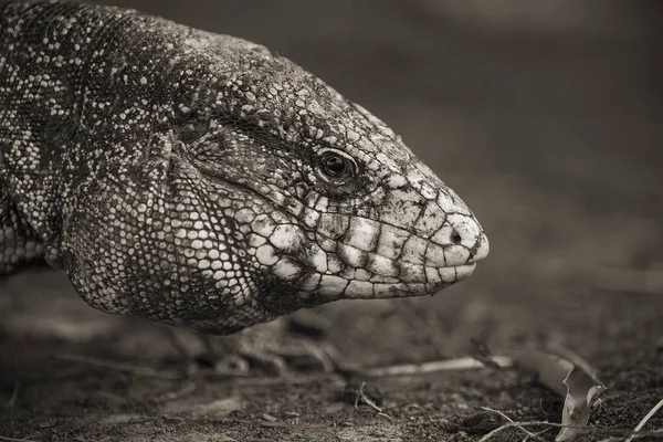 Lagarto Tegu Preto Branco Argentino — Fotografia de Stock