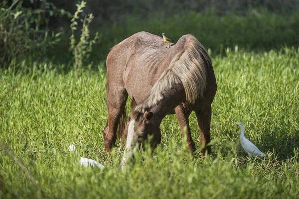 Pferd Und Weiße Reiher — Stockfoto