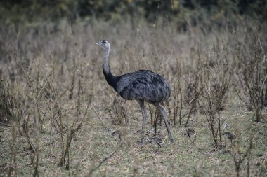 Civcivile Büyük Rhea, Rhea americana, Pantanal, Brezilya