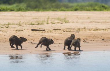 Capybaras sahilde, Cuaiaba nehri kıyısında, Panranal,