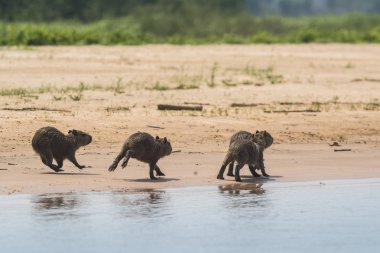 Capybaras sahilde, Cuaiaba nehri kıyısında, Panranal,