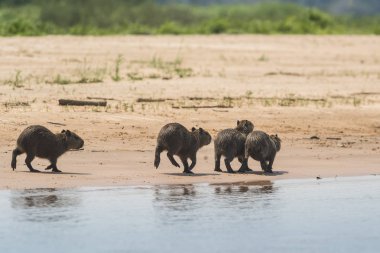 Capybaras sahilde, Cuaiaba nehri kıyısında, Panranal,