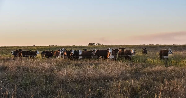 Steers Heifers Raised Natural Grass — Stock Photo, Image