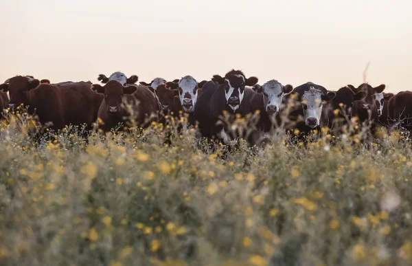 Bois Novilhas Criados Com Relva Natural — Fotografia de Stock