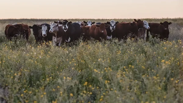 Bois Novilhas Criados Com Relva Natural — Fotografia de Stock