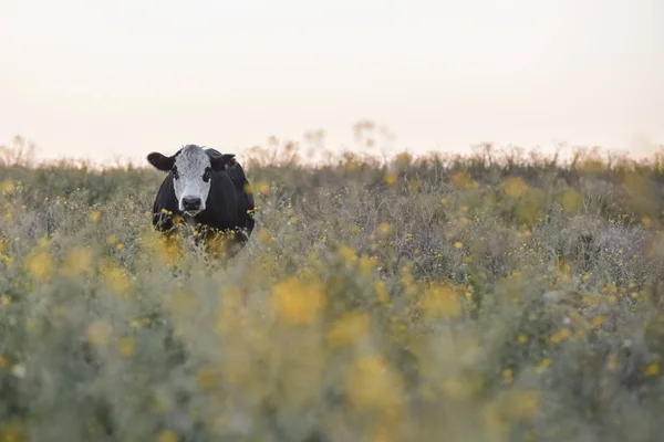 Vaca Criada Con Hierba Natural —  Fotos de Stock