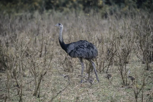 Greater Rhea Chicks Rhea Americana Pantanal Brasile — Foto Stock