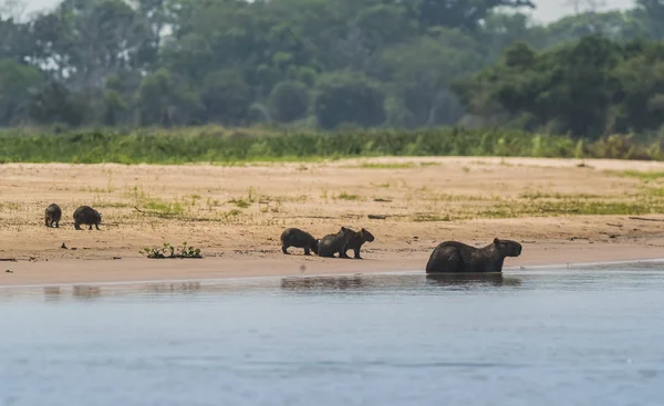 Capybaras Sur Une Plage Rive Rivière Cuaiaba Panranal — Photo