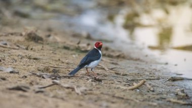 Sarı gagalı Kardinal, Pantanal ormanı