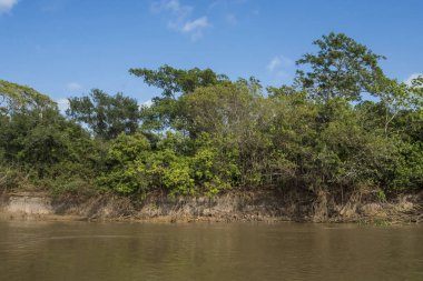 Nehir kıyılarına Amazon ormanı, Brezilya