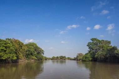 Amazon jungle  to river banks, Brazil clipart