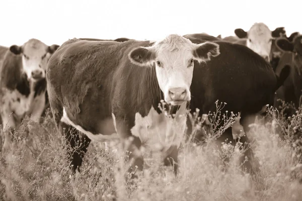 奶牛在 阿根廷乡村 巴塔哥尼亚 — 图库照片